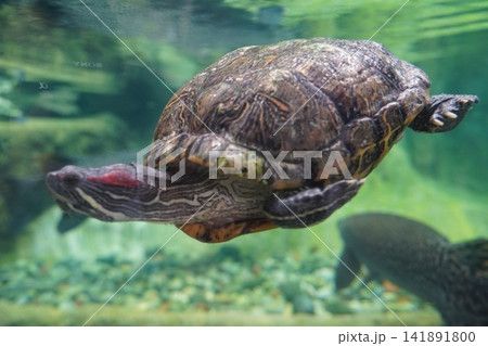 Red Eared Slider Turtle Swimming Underwater in Aquarium Red Eared Slider Turtle Swimming Underwater in Aquarium 141891800