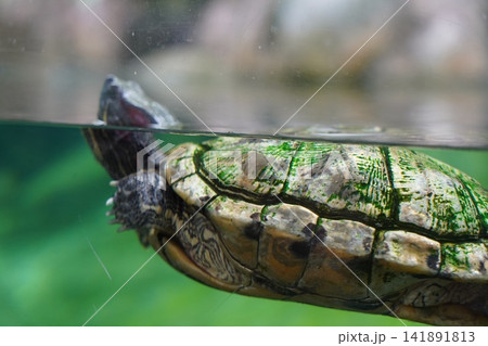 Vibrant Red Eared Slider Turtle Swimming in Aquarium Vibrant Red Eared Slider Turtle Swimming in Aquarium 141891813
