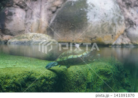 Freshwater Turtle Gliding Through Clear Pond Water Freshwater Turtle Gliding Through Clear Pond Water 141891870