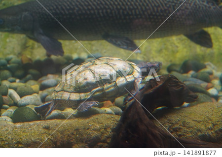 Aquarium animals pond slider turtle and alligator gar 141891877
