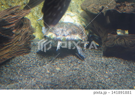 Aquatic turtle swimming in a natural habitat with driftwood Aquatic turtle swimming in a natural habitat with driftwood 141891881