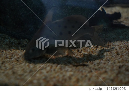 Spotted Raphael Catfish Swimming in Aquarium Tank Spotted Raphael Catfish Swimming in Aquarium Tank 141891908