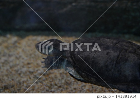 Captivating Underwater View of a Graceful Musk Turtle Captivating Underwater View of a Graceful Musk Turtle 141891914