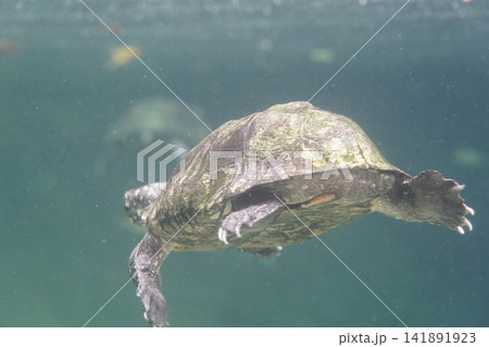 Captivating Underwater View of a Swimming Turtle Captivating Underwater View of a Swimming Turtle 141891923