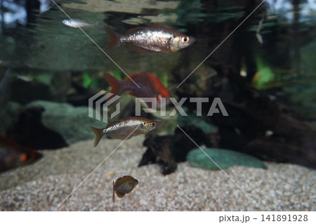 Colorful Rainbowfish Swimming in Freshwater Aquarium Tank Colorful Rainbowfish Swimming in Freshwater Aquarium Tank 141891928