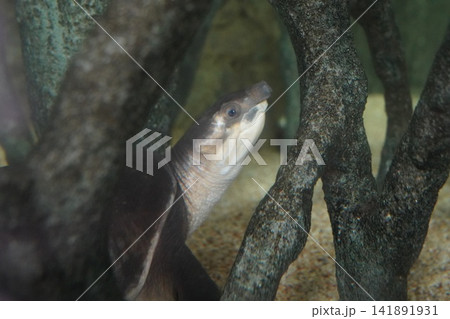 Rare Pig Nosed Turtle Gracefully Swimming in Aquarium Rare Pig Nosed Turtle Gracefully Swimming in Aquarium 141891931