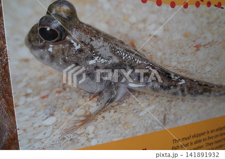 Mudskipper Fish A Unique Amphibious Creature Mudskipper Fish A Unique Amphibious Creature 141891932