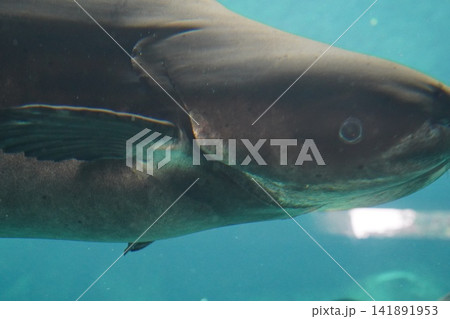 Underwater view of a powerful Rachycentron canadum Underwater view of a powerful Rachycentron canadum 141891953