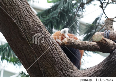 Adorable Red Panda Resting Peacefully on a Tree Branch 141892083