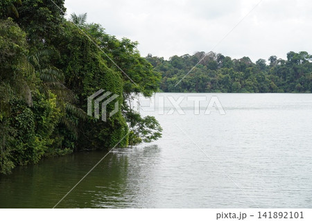 Lush Green Tropical Forest Edging a Serene Lake Lush Green Tropical Forest Edging a Serene Lake 141892101