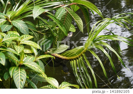 Vibrant Sanchezia plant and hidden turtle in jungle pond Vibrant Sanchezia plant and hidden turtle in jungle pond 141892105