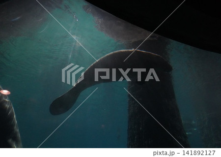 Manatee gracefully swimming in an underwater environment Manatee gracefully swimming in an underwater environment 141892127