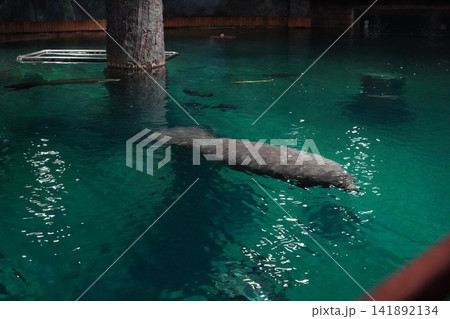 West Indian Manatee Gracefully Gliding Through Water 141892134