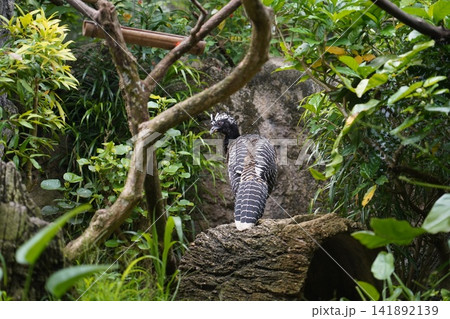 Striking Female Great Curassow Bird in Natural Habitat Striking Female Great Curassow Bird in Natural Habitat 141892139
