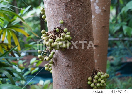 Tropical fig tree with unique fruits on its trunk Tropical fig tree with unique fruits on its trunk 141892143