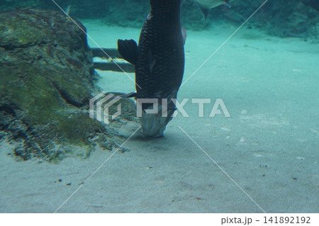 Large Dark Fish Feeding on Sandy Bottom Aquarium 141892192