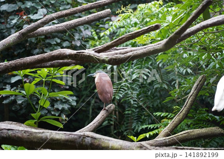 A captivating Nankeen Night Heron in Natural Habitat A captivating Nankeen Night Heron in Natural Habitat 141892199