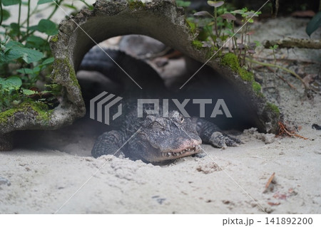 American Alligator Resting Under a Natural Shelter American Alligator Resting Under a Natural Shelter 141892200