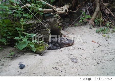 Smooth Fronted Caiman Resting Under Log in Sand 141892202
