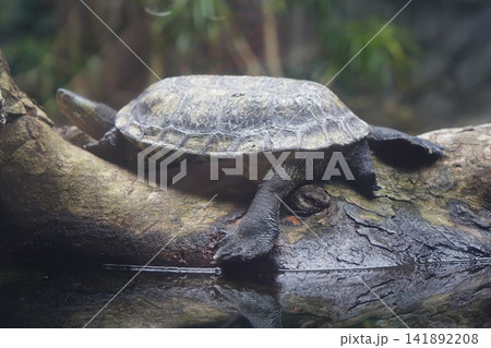 Aquatic turtle basking on a damp log over water Aquatic turtle basking on a damp log over water 141892208