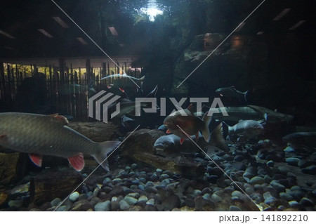 Aquarium scene with large freshwater fish swimming Aquarium scene with large freshwater fish swimming 141892210