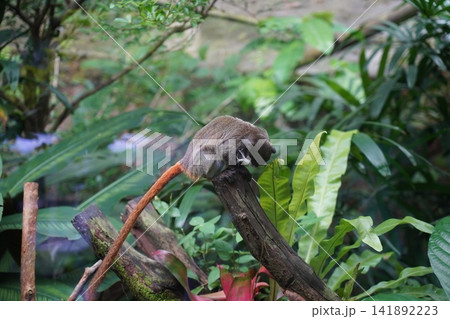 Adorable Bolivian Squirrel Monkey in Lush Habitat Adorable Bolivian Squirrel Monkey in Lush Habitat 141892223