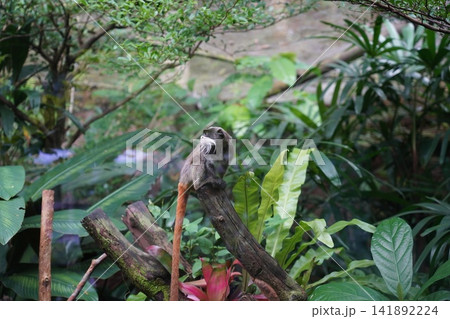 Emperor Tamarin Monkey in Lush Jungle Habitat Emperor Tamarin Monkey in Lush Jungle Habitat 141892224
