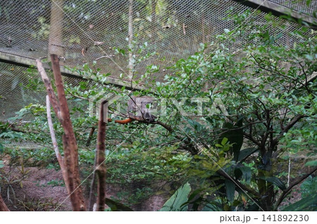Pale-throated sloth eating in its natural habitat zoo enclosure 141892230