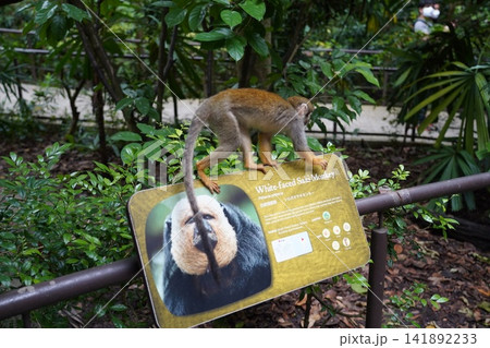 Playful Squirrel Monkey on Zoo Exhibit Sign Playful Squirrel Monkey on Zoo Exhibit Sign 141892233