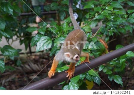 Curious Squirrel Monkey on Railing in Lush Jungle Curious Squirrel Monkey on Railing in Lush Jungle 141892241