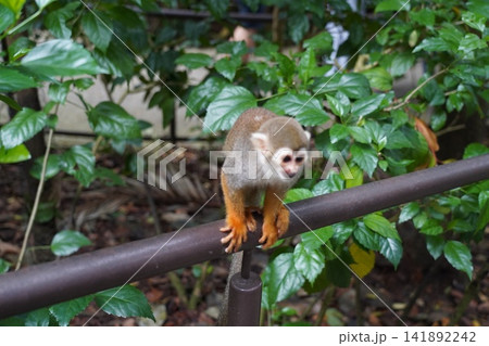 Charming Squirrel Monkey on Railing in Jungle Charming Squirrel Monkey on Railing in Jungle 141892242