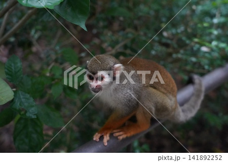 Curious Squirrel Monkey in Its Natural Habitat Curious Squirrel Monkey in Its Natural Habitat 141892252