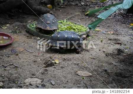 Two Red-footed Tortoises Feeding in Natural Habitat 141892254