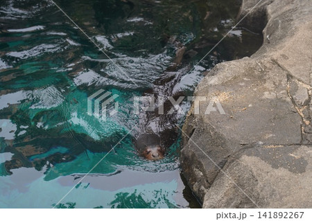 Curious California Sea Lion Peeking from Clear Water 141892267