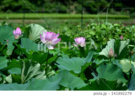 蓮の花の風景 141892279