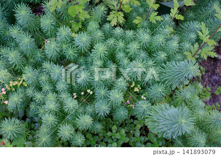 Cypress Spurge Stems. Top View Background of Green Cypress Spurge Stems and Needle Leaves 141893079