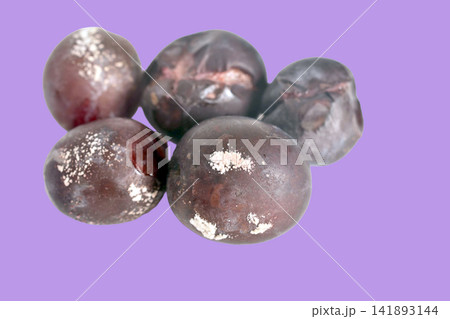Rotten plum fruits. 141893144