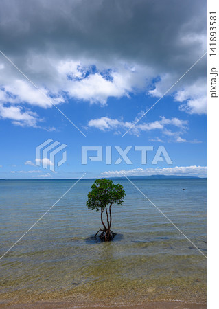 ドラマチックな雲と青空の下、浅い熱帯の海にぽつんと立つ沖縄のマングローブ ドラマチックな雲と青空の下、浅い熱帯の海にぽつんと立つ沖縄のマングローブ 141893581