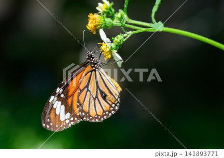 Butterflies seek nectar from flowers in the natural field. Butterfly. Striped tiger, Common Tiger. Butterflies seek nectar from flowers in the natural field. Butterfly. Striped tiger, Common Tiger. 141893771