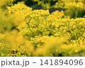 オミナエシ　4　秋の七草 141894096