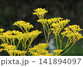 オミナエシ　5　秋の七草 141894097