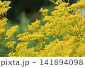 オミナエシ　6　秋の七草 141894098