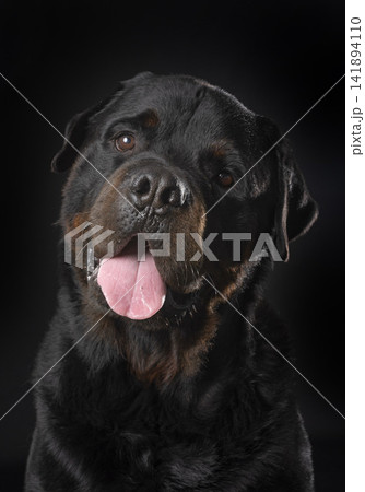 rottweiler in studio rottweiler in studio 141894110