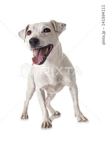 jack russel terrier jack russel terrier 141894111