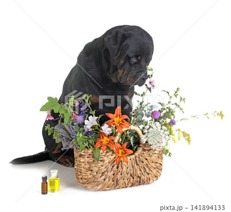 rottweiler and essential oils rottweiler and essential oils 141894133