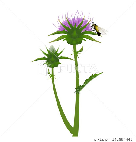 Milk thistle flower with a bee on white background. Milk thistle flower with a bee on white background. 141894449