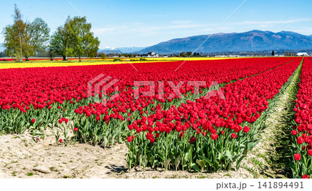 Tulip Rows In Washington Tulip Rows In Washington 141894491