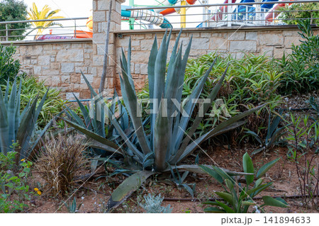 Large blue agave americana plant growing in garden near stone wall 141894633