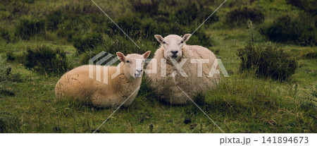 Sheep and Lamb in Green Pasture, Rural Farm Animal Portrait Sheep and Lamb in Green Pasture, Rural Farm Animal Portrait 141894673