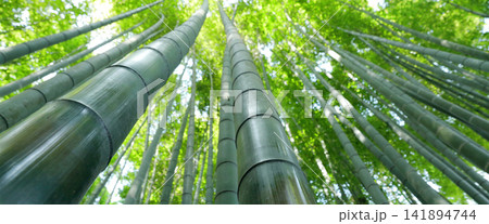 Bamboo Forest Canopy with Low Angle Green Nature View 141894744